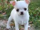 Chiots chihuahua femelle disponible de suite