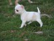 Chiots chihuahua femelle disponible de suite