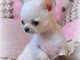 Chiots chihuahua femelle disponible de suite