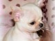 Chiots chihuahua femelle disponible de suite