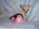 Chiots chihuahua femelle disponible de suite