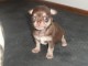 Chiots chihuahua femelle disponible de suite