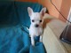 Chiots chihuahua femelle disponible de suite