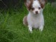 Chiots chihuahua femelle disponible de suite