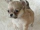 Chiots chihuahua femelle disponible de suite