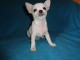 Chiots chihuahua femelle disponible de suite