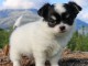 Chiots chihuahua femelle disponible de suite