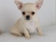 Chiots chihuahua femelle disponible de suite