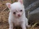 Chiots chihuahua femelle disponible de suite