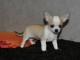 Chiots chihuahua femelle disponible de suite