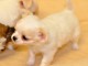 Chiots chihuahua femelle disponible de suite