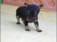 Chiots chihuahua femelle disponible de suite