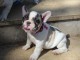Chiot bouledogue français mâle et femelle