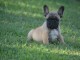 Chiot bouledogue français mâle et femelle à placer