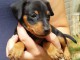 Chiot Pinscher nain Adorable