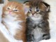 Chatons Main coon a donner