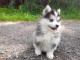 Chiots Pomsky a Donner