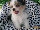 Adorable chiot type yorkshires femelle non lof
