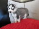 A donner chiot husky siberian femelle yeux bleu