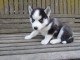 A donner chiot husky siberian femelle yeux bleu