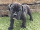 Canne Corse Lof Disponible a présent 4 chiots