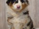 A donné chiot type berger australien femelle