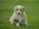 A donné chiot type berger australien femelle