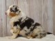 A donné chiot type berger australien femelle
