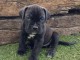 Canne Corse Lof Disponible a présent 4 chiots