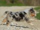 A donné chiot type berger australien femelle
