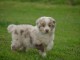 Adoption Chiot type berger australien