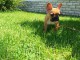 Chiots bouledogue français femelle & mâle