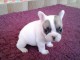Chiots bouledogue français femelle & mâle