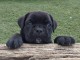 Canne Corse Lof Disponible a présent 4 chiots