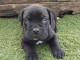 Canne Corse Lof Disponible a présent 4 chiots