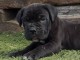 Canne Corse Lof Disponible a présent 4 chiots