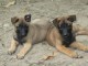 Chiot Berger Belge femelle et mâle âgé de 4 mois