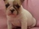 Chiot femelle type bouledogue français à adopter