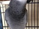 perroquet gris du gabon EAM