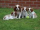 Chiot bouledogues francais inscrit au lof