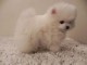 A donner chiot type spitz nain blanche femelle