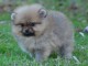 Chiot spitz allemand nain blanche femelle