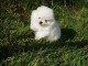 Donner chiots spitz allemand