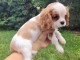 A donnez chiot cavalier charle spaniel femelle