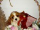 Chiot cavalier King charles spaniel mâle