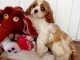 Chiot cavalier King charles spaniel mâle