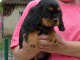 Chiot cavalier King charles spaniel mâle