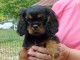 Chiot cavalier King charles spaniel mâle