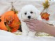 Chiot Bichon frisé femelle et mâle à donner