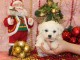 Chiot Bichon frisé femelle et mâle à donner